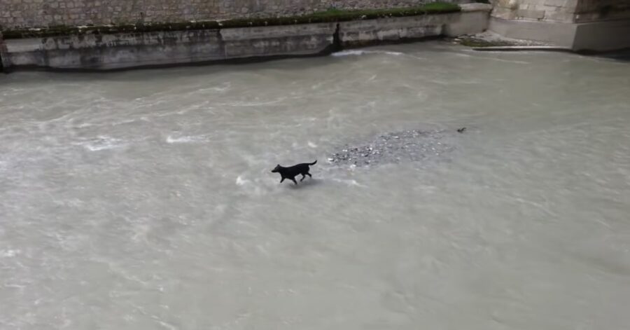 cane in acqua bloccato in mezzo ai flutti