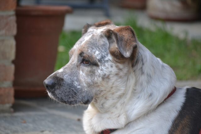 L’emozionante rincontro fra un cane che si era perso da mesi e la sua famiglia umana (VIDEO)