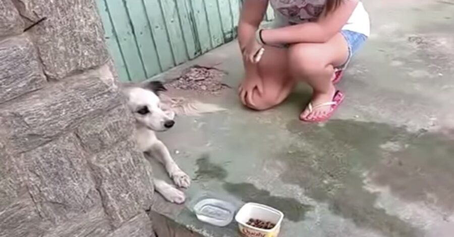 cane triste perduto con persona che gli porta cibo