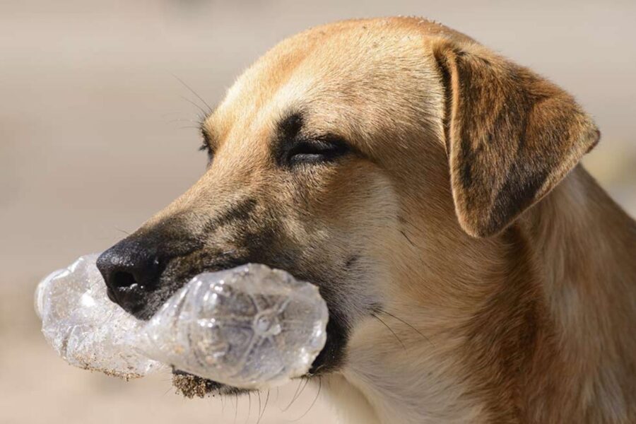 cane tiene una bottiglia in bocca