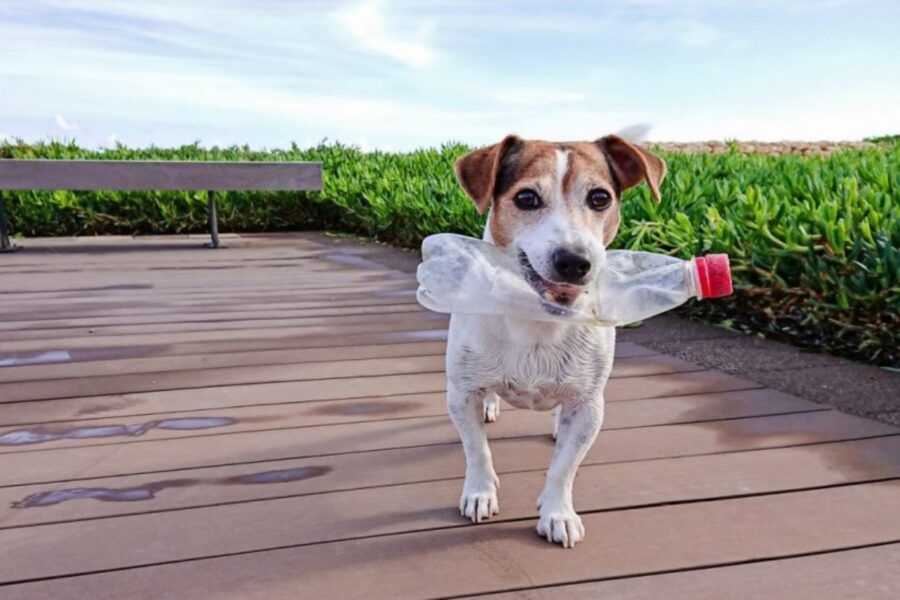 jack russell con bottiglia