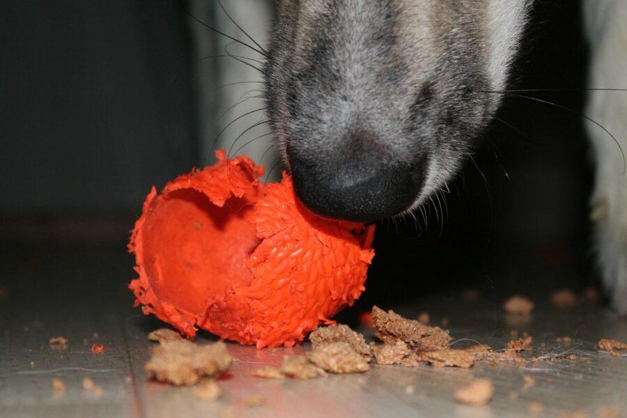 cane distrugge i giocattoli