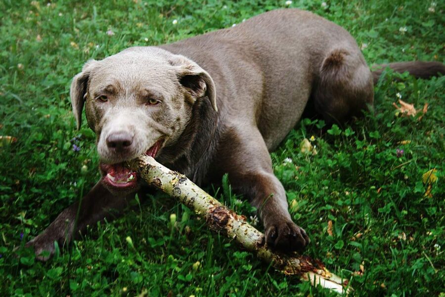 cane mastica legno