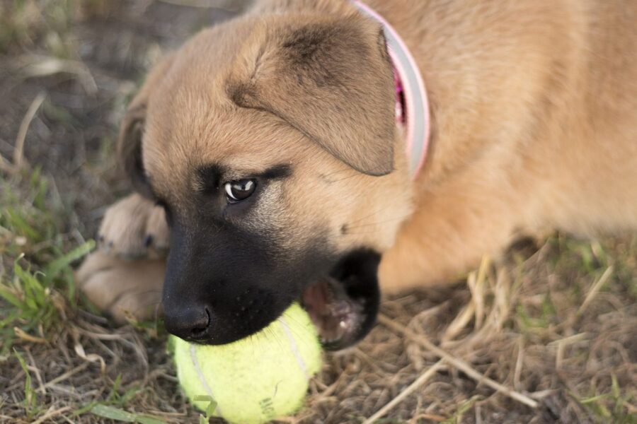 cucciolo gioca con una pallina da tennis