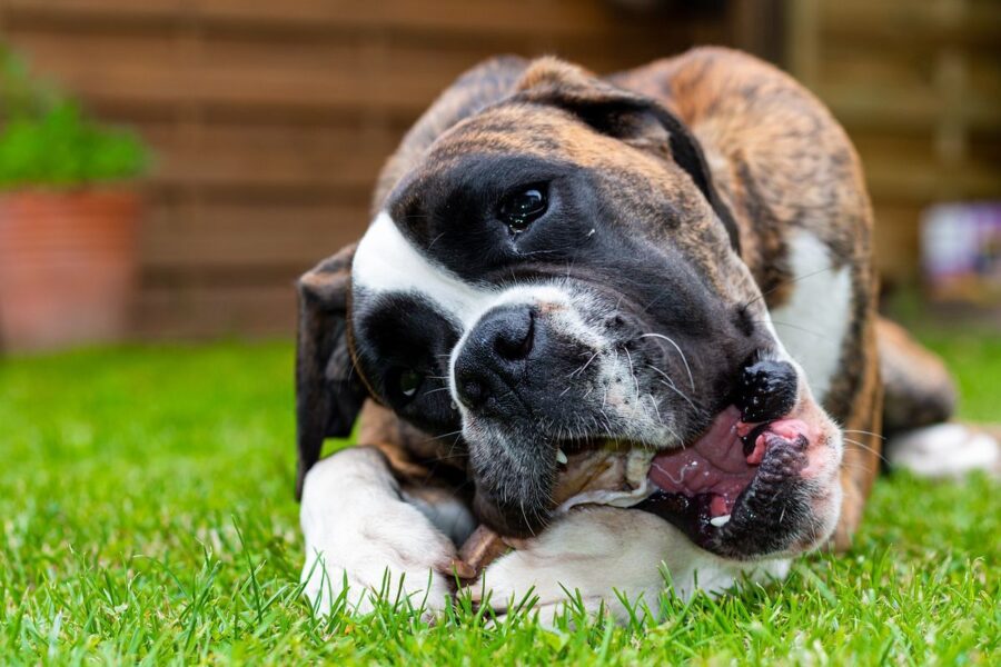 cane mastica un osso