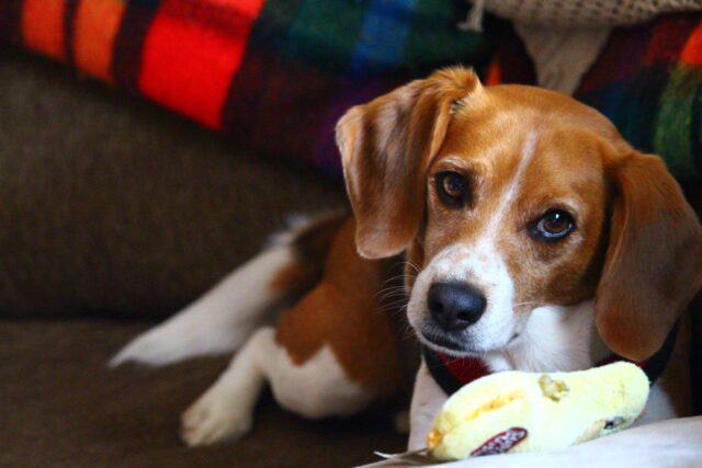 Il cane prova piacere a masticare?