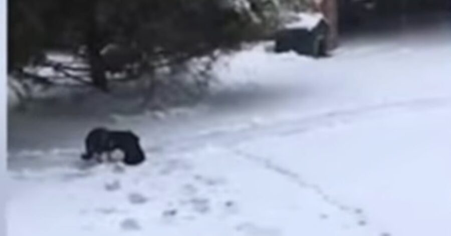 cane salva gatto nella neve