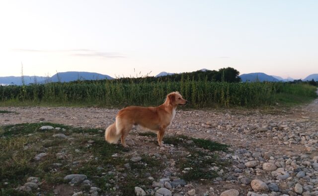 Argentina: un ciclista salva un cagnolino abbandonato (VIDEO)