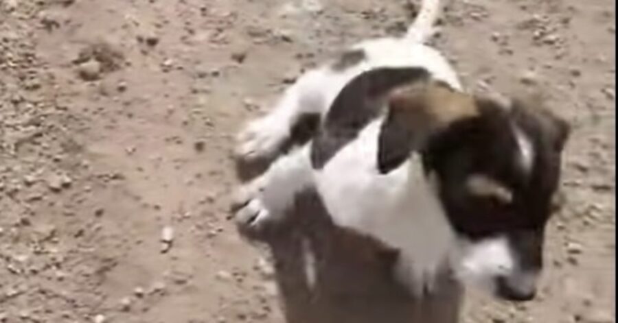 cagnolino salvato in campagna 