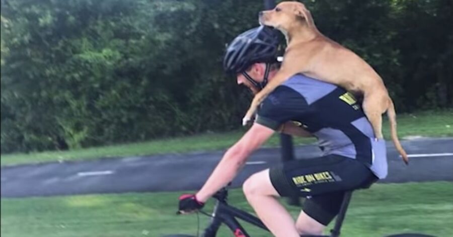 giovane carica un cane in bicicletta