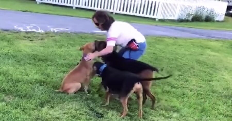 cane gioca con la padrona e i suoi fratelli pelosi