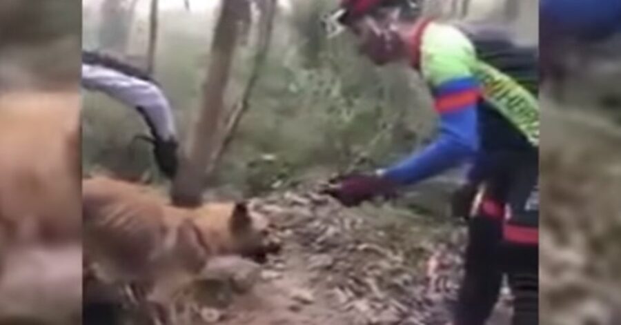 cane salvato in una macchia