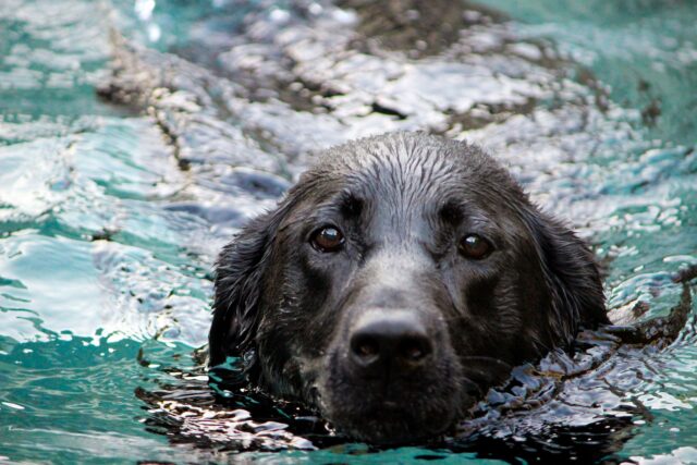Il salvataggio di un cane che stava per annegare in un fiume (VIDEO)