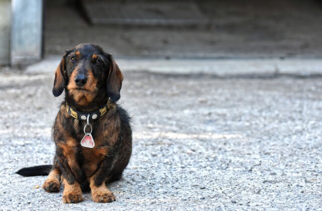 Messico: un giovane rischia la vita per salvare il suo cagnolino che corre in mezzo alle auto (VIDEO)