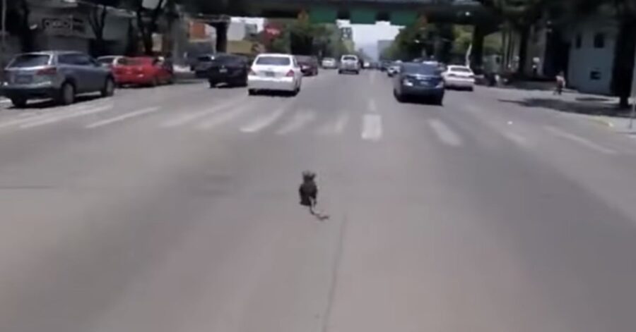 cane corre in una strada di Città del Messico