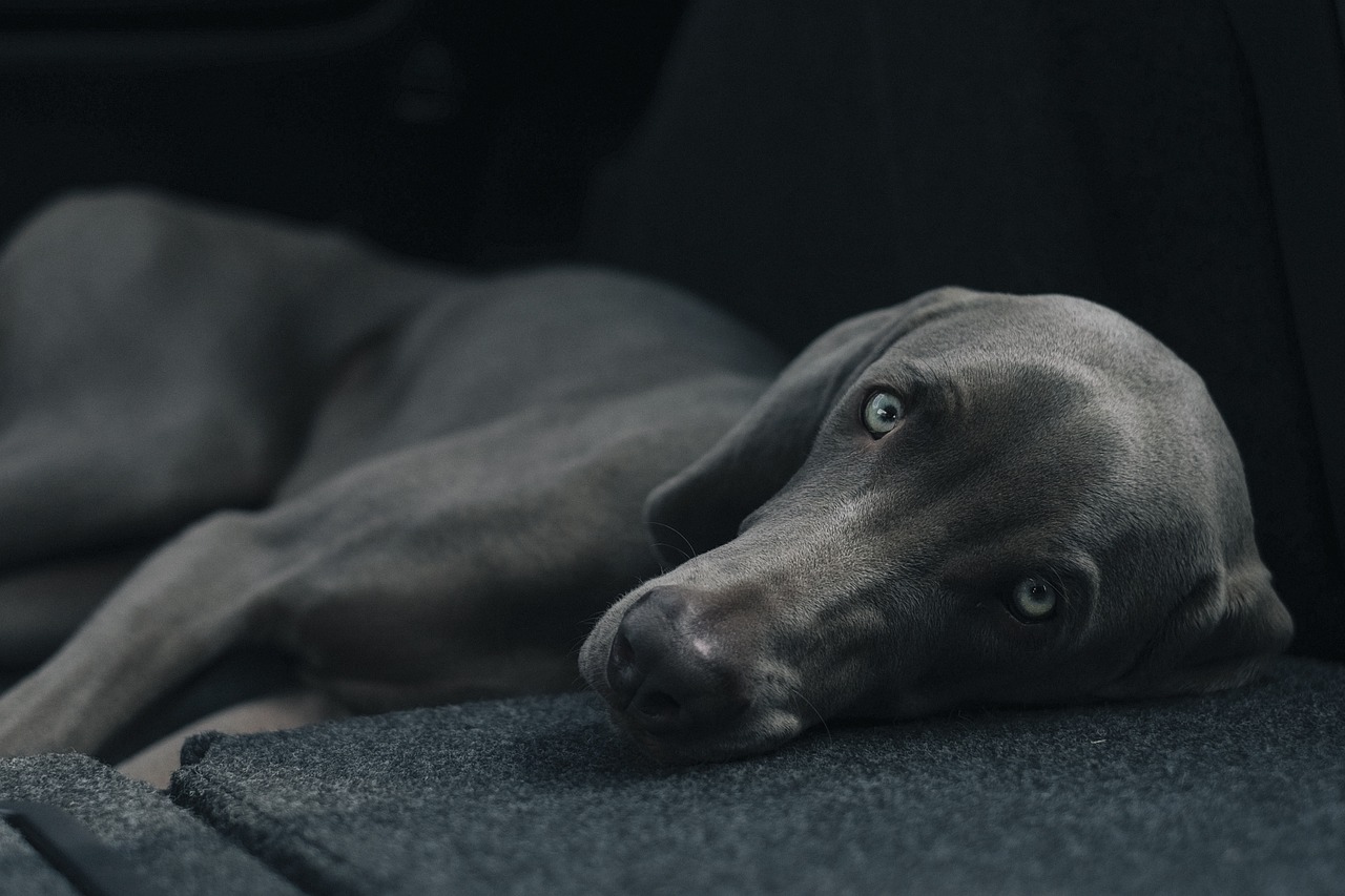 cagnolino rilassato