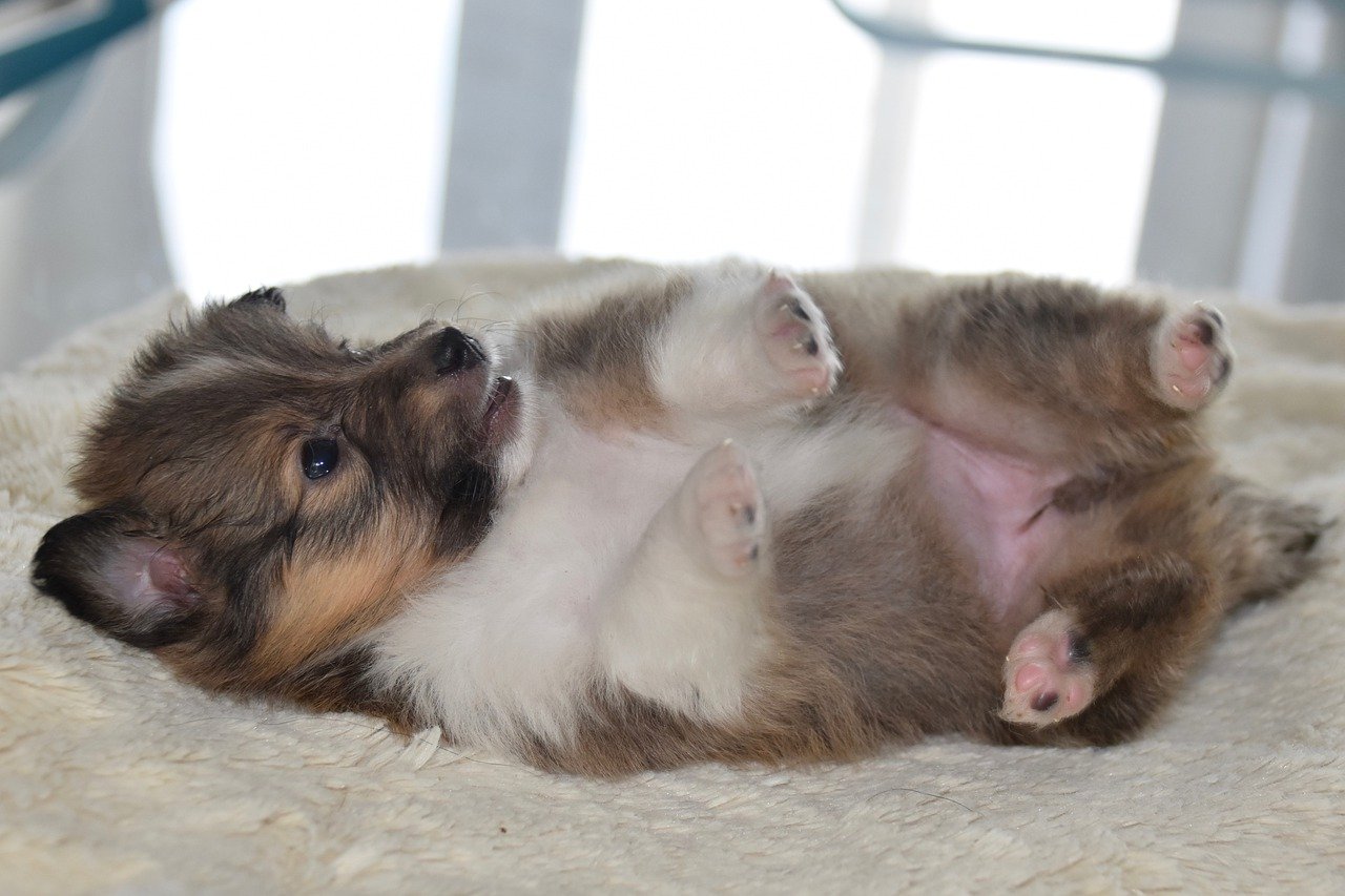 cagnolino a pancia all'aria