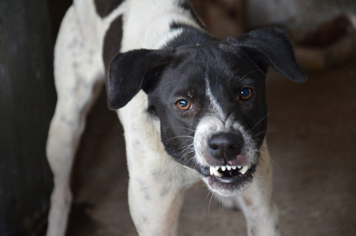 cane arrabbiato