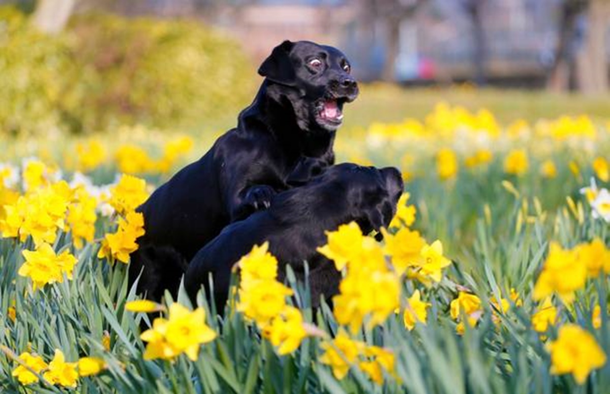 cani con fiori