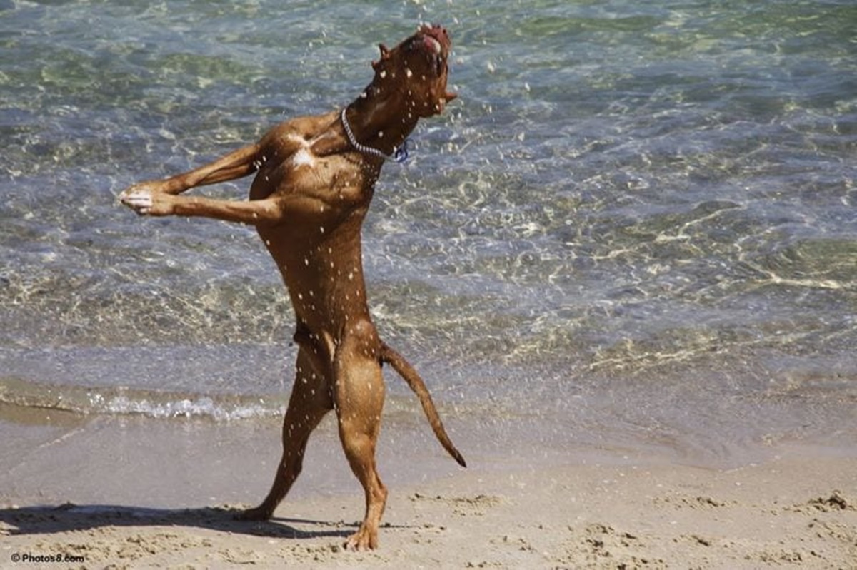 cane al mare