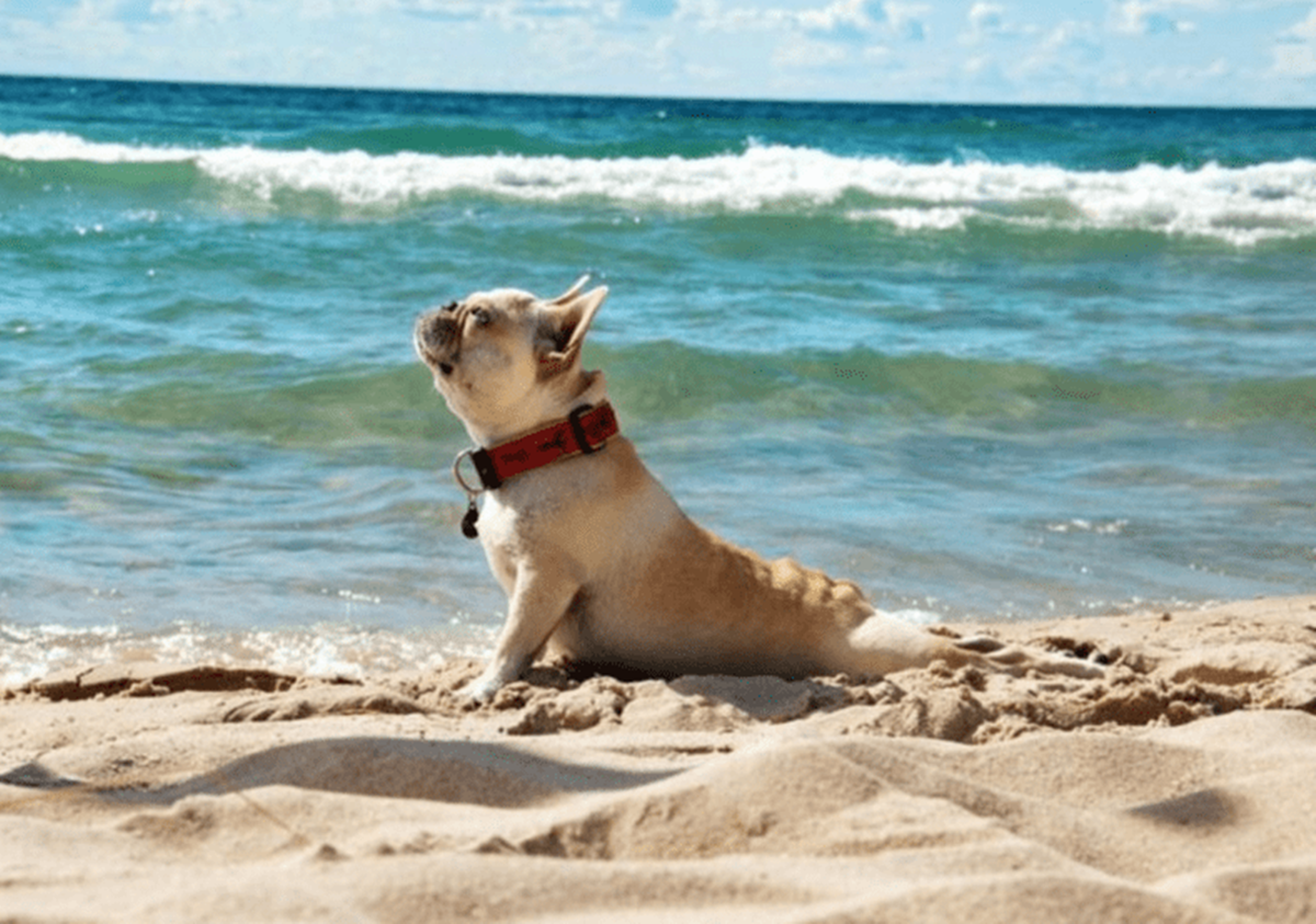 cane prende il sole