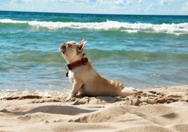 Cani che amano la natura: 10 di loro che si trovano in perfetta armonia con essa