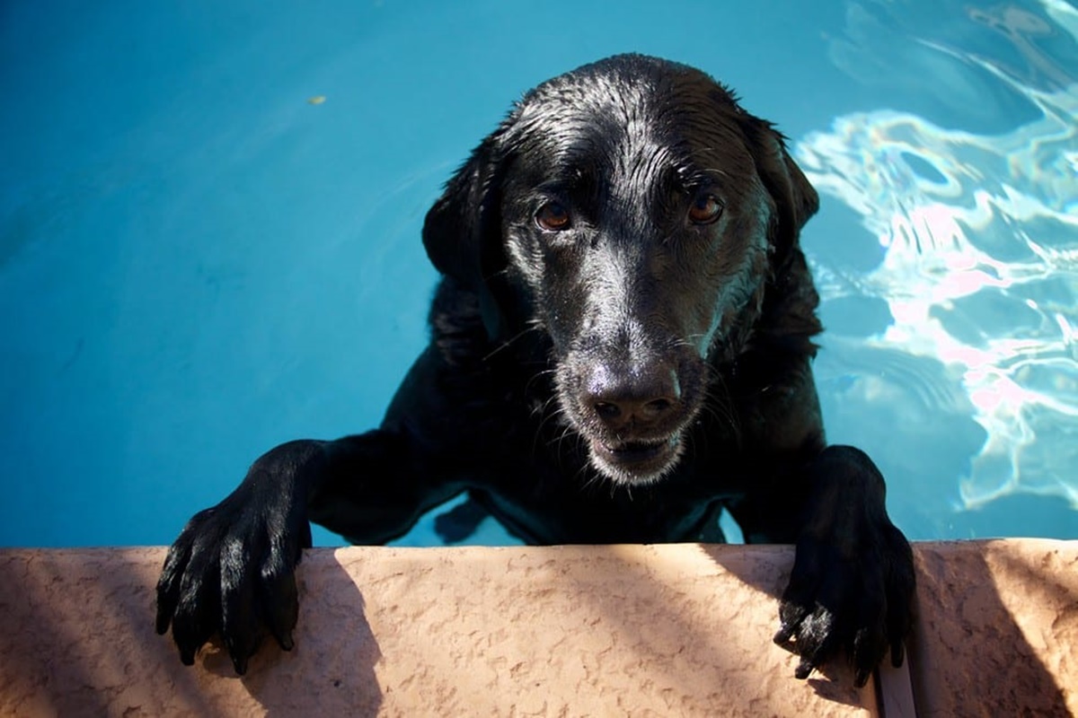 cane in piscina