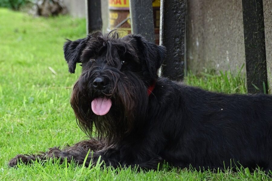 cane peloso nero