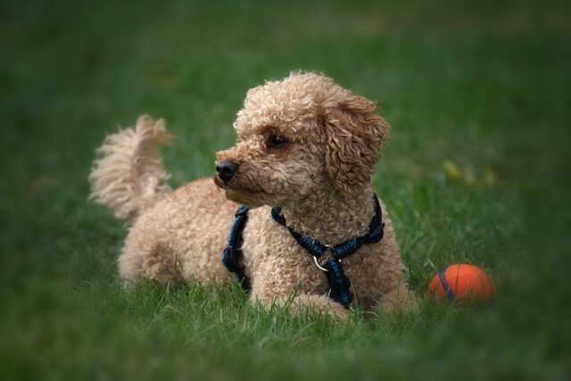 Cani che non perdono peli: le 6 razze più raccomandate