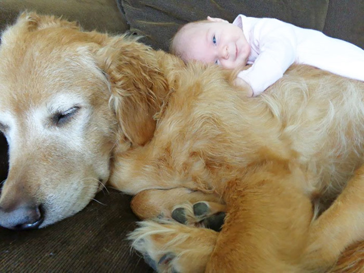 bambino su cane