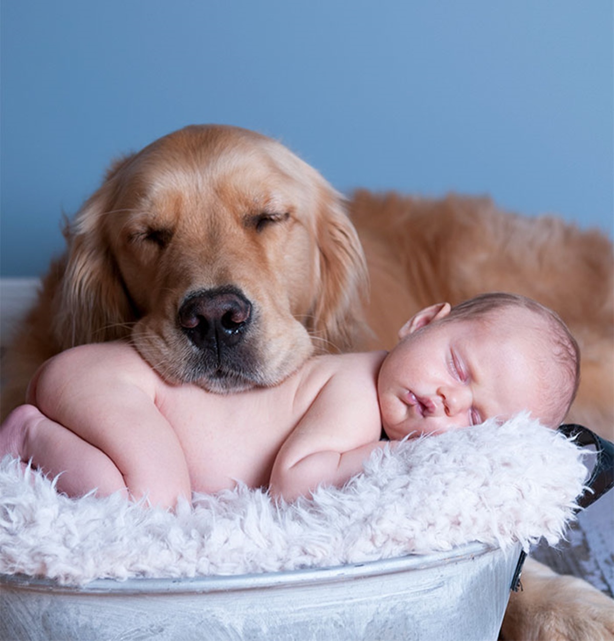 cane con testa su bambino