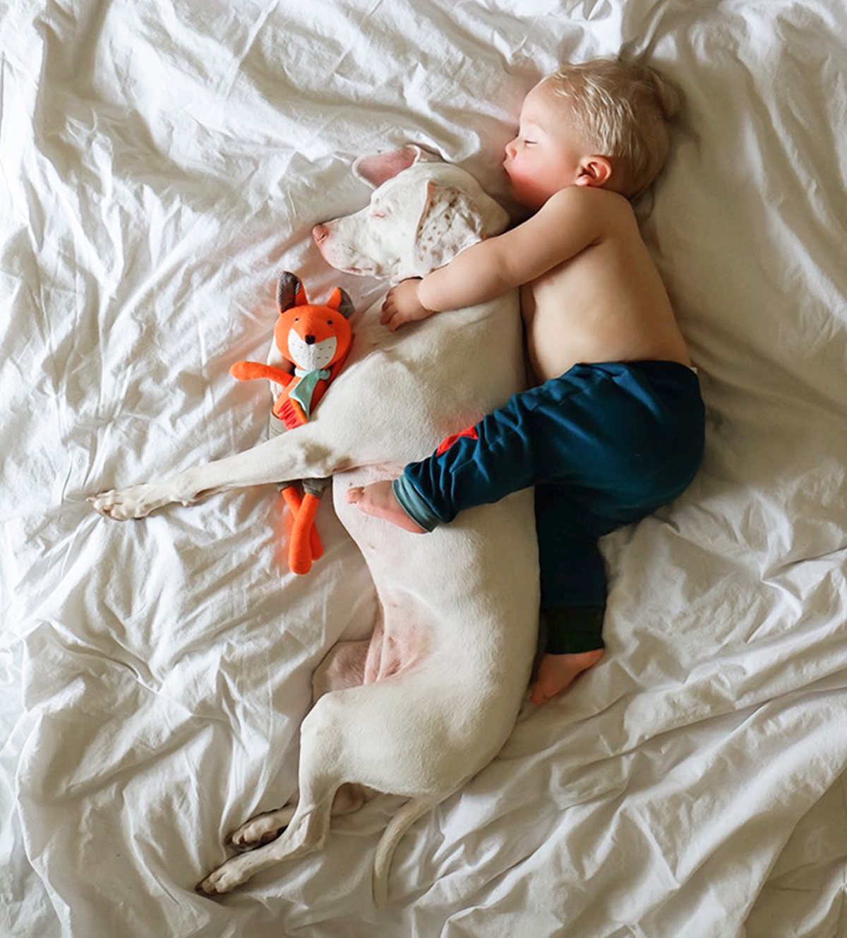 cane bianco e bambino sul letto