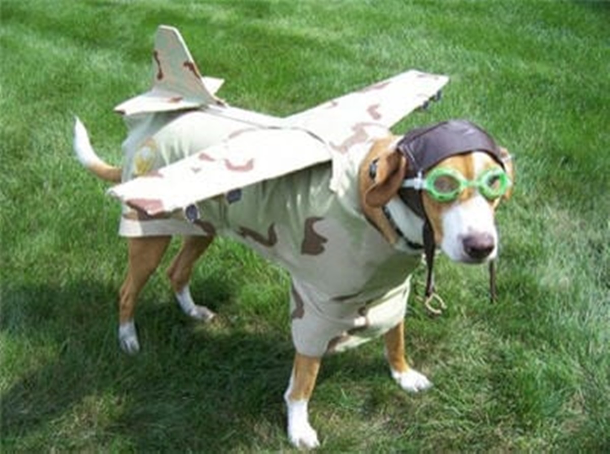 cane aereo