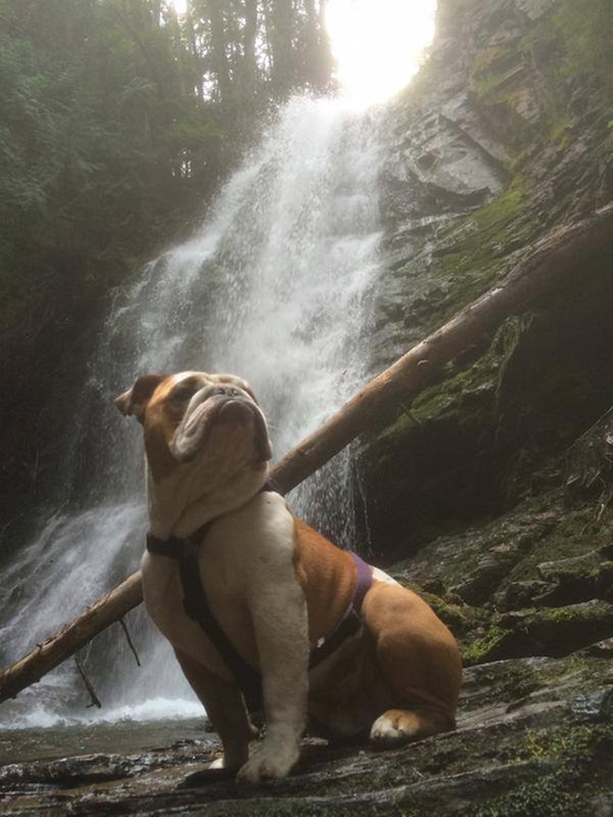 cane sotto una cascata