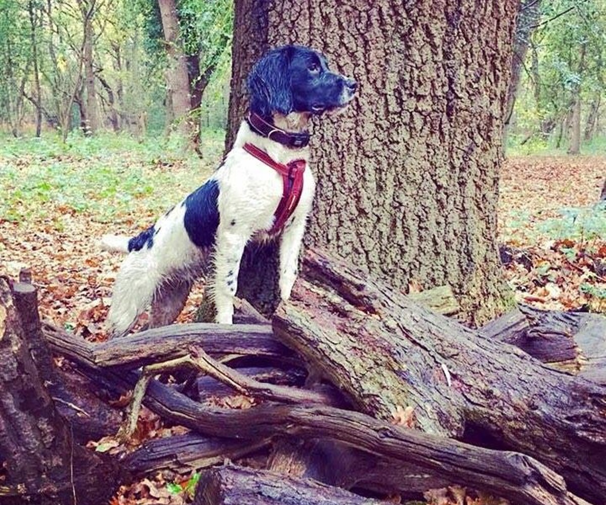 cane nel bosco