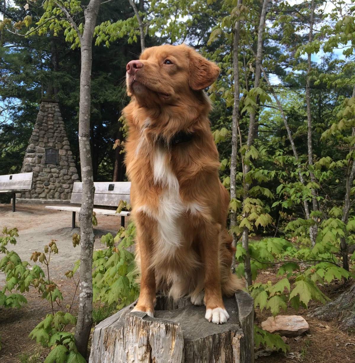 cane marrone su tronco