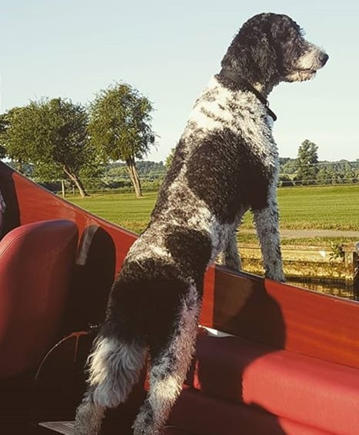 cane guarda il prato