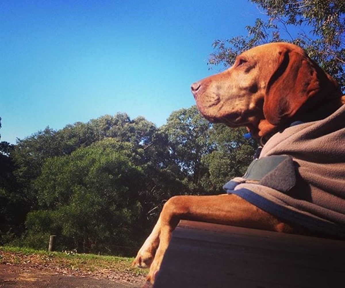 cane con cappotto