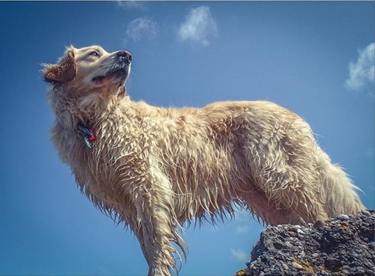 cane bianco guarda mare