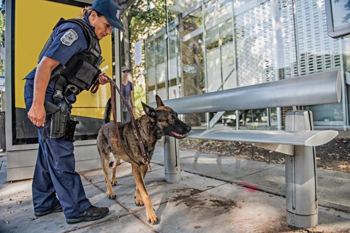 cane poliziotto