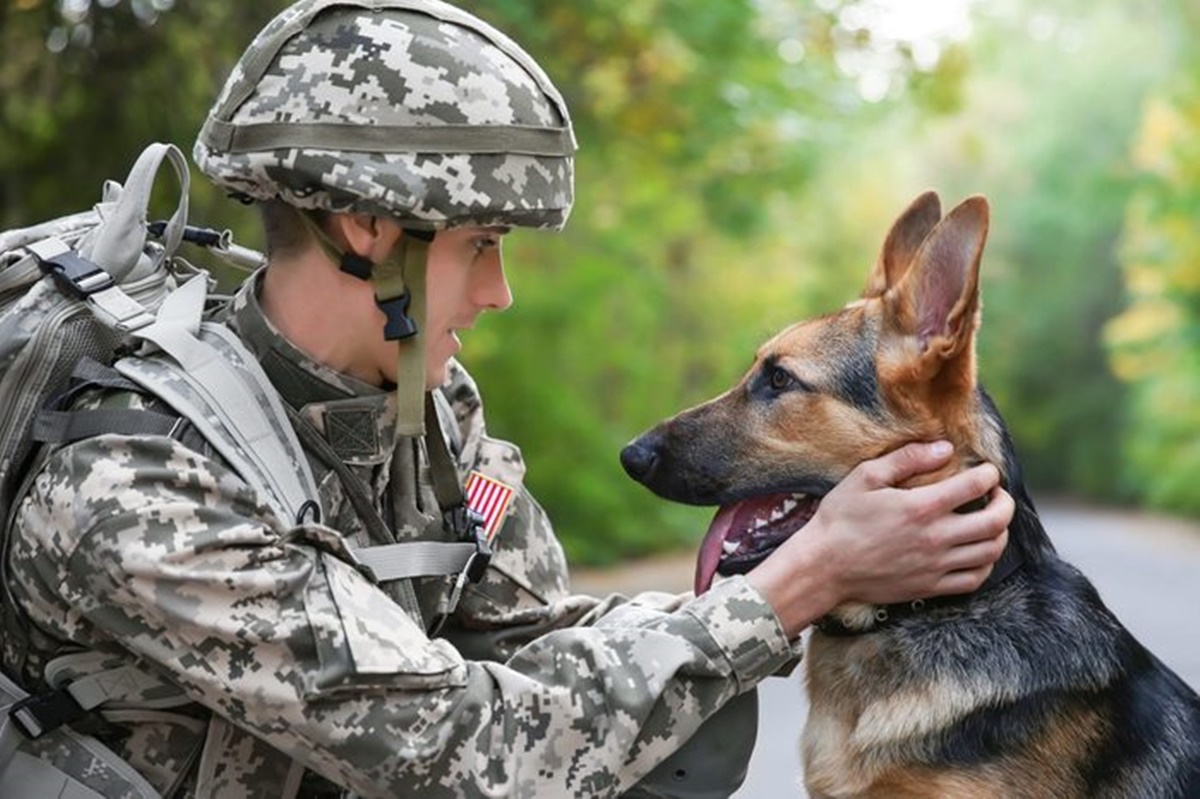 cane militare