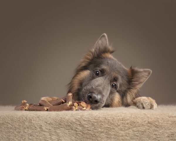 Cani mangioni: 10 cani che non riescono a separarsi dal cibo