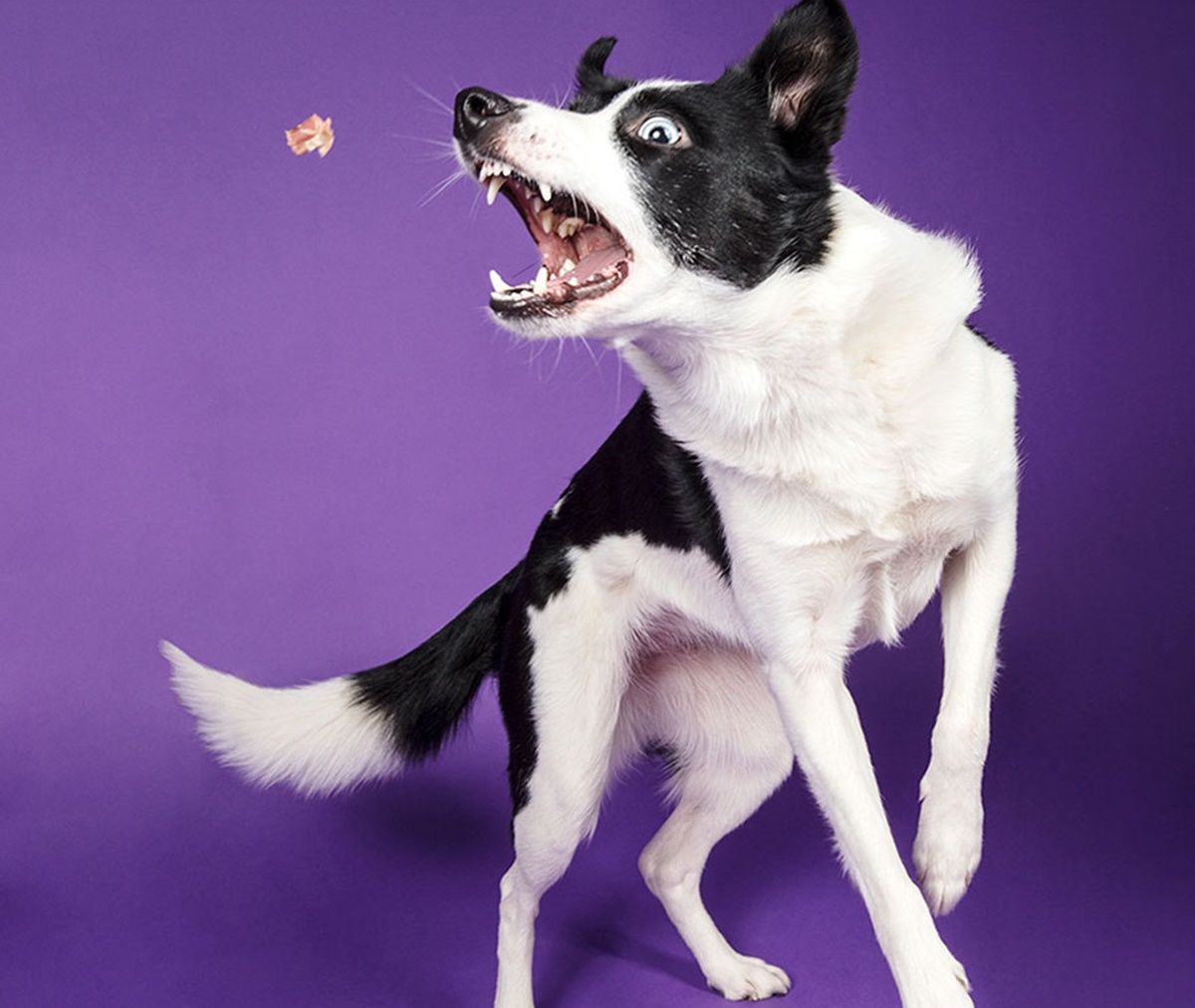 cane prende croccantino al volo