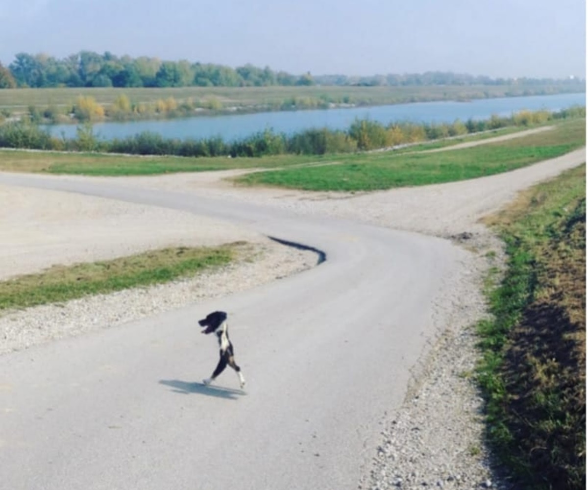 cane in campagna