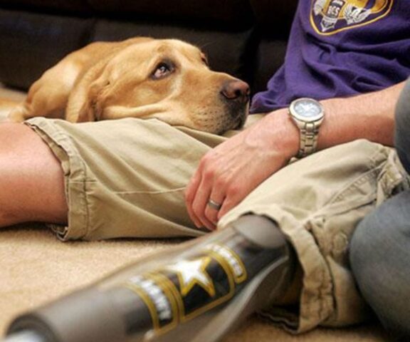 Cani soldato: 10 dimostrazioni di coraggio e fedeltà