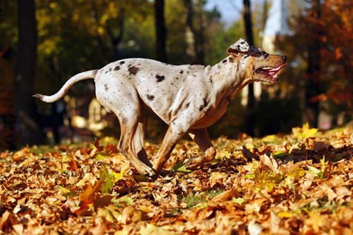 cane corre tra le foglie