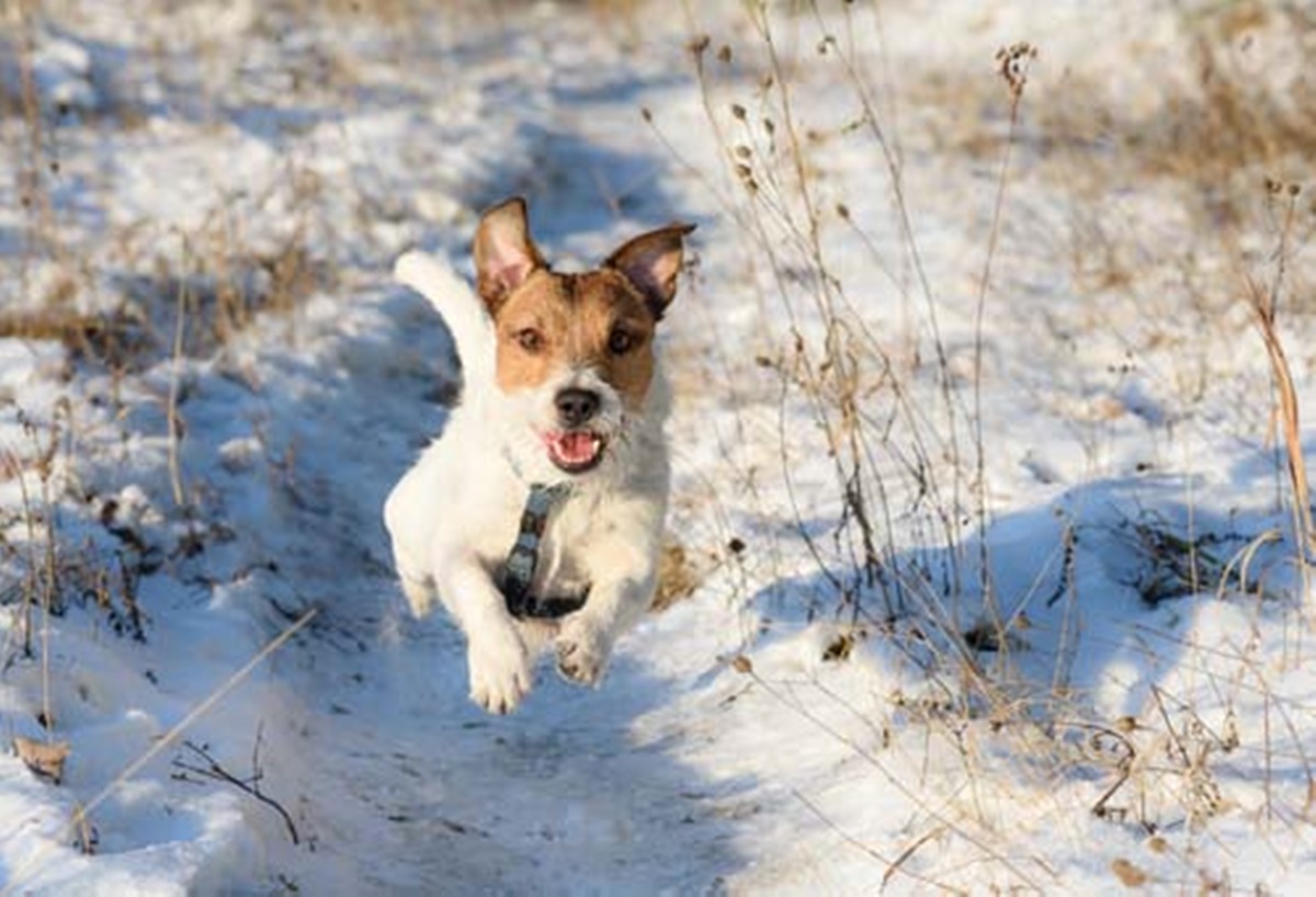 cane corre nella neve