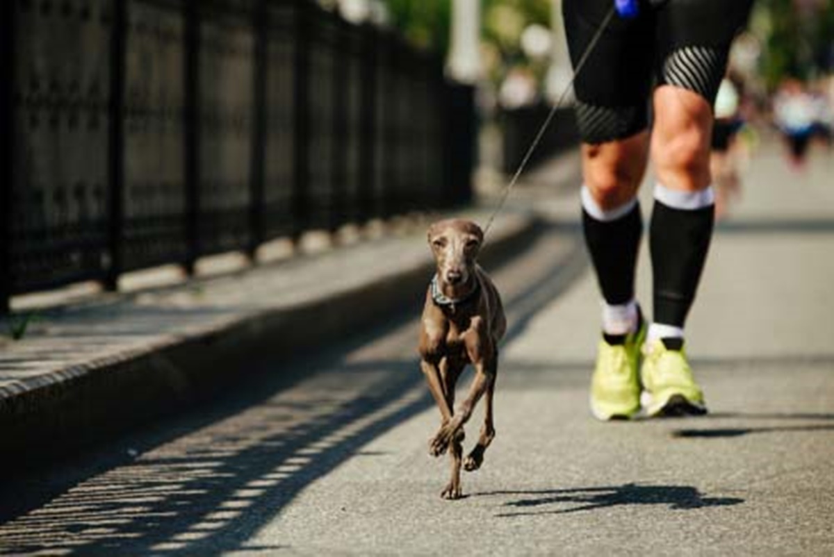 cane corre in strada