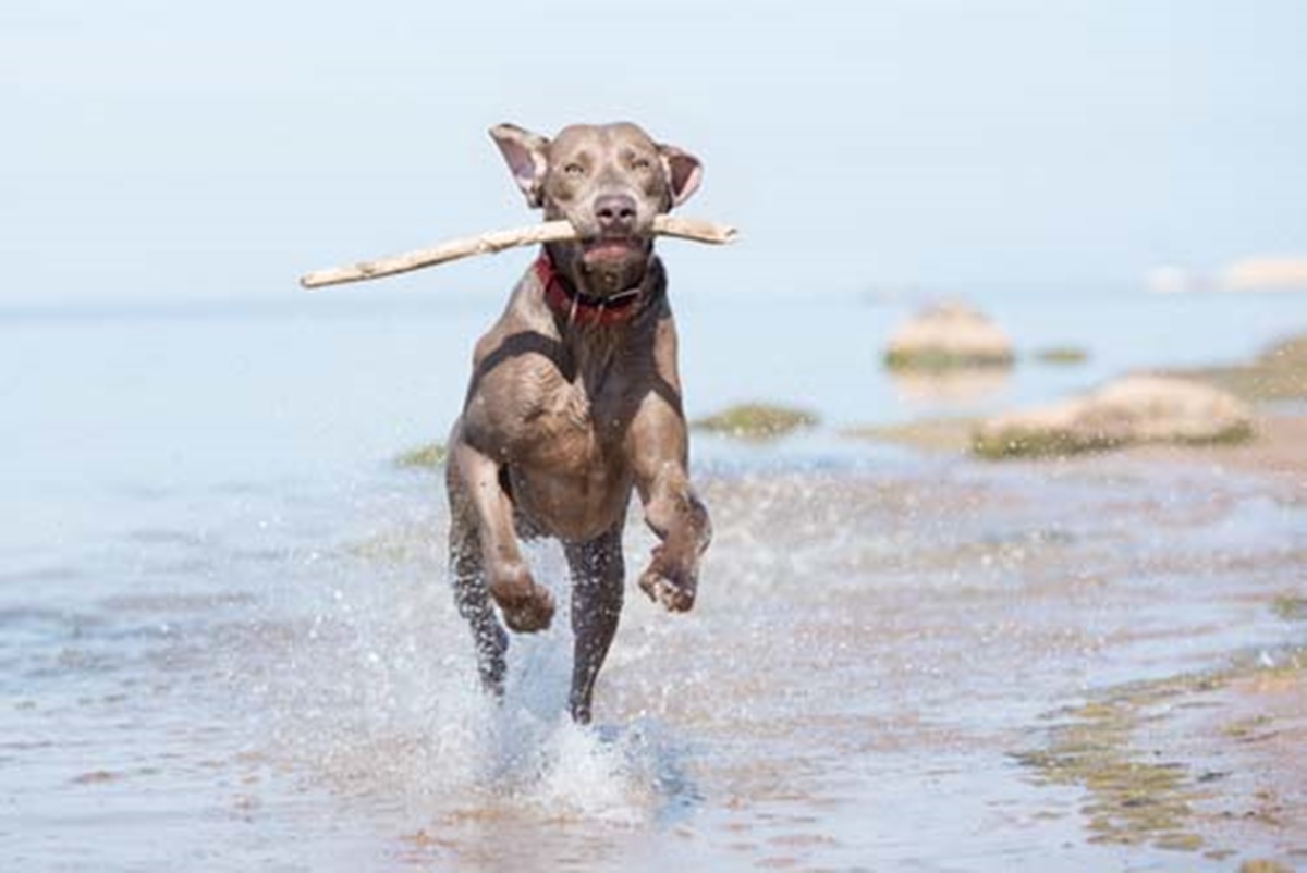 cane corre in acqua