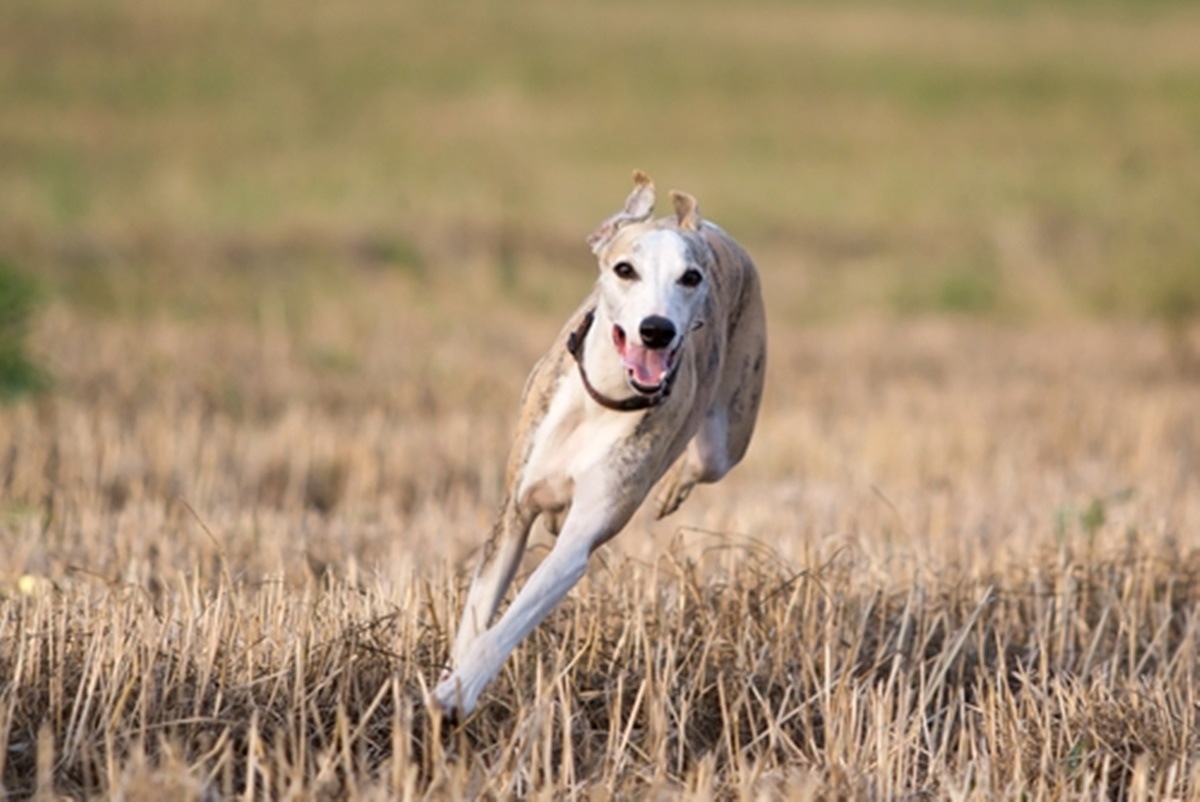 cane corre nel campo